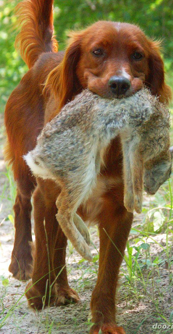 Irish Setter